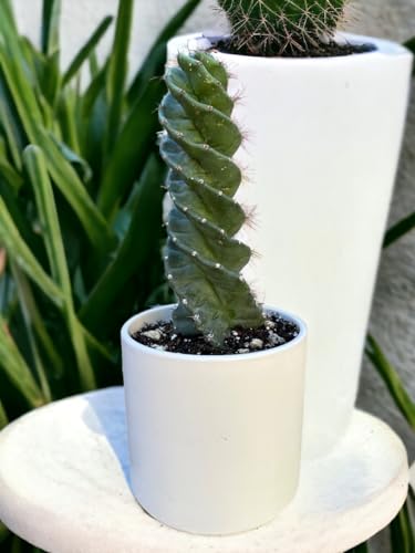 Twisted Cereus Forbesii Spiral Cactus - Rare Succulent