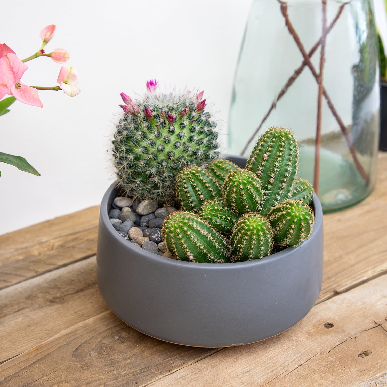 Assorted Live Cactus Collection for Planters/Gifts