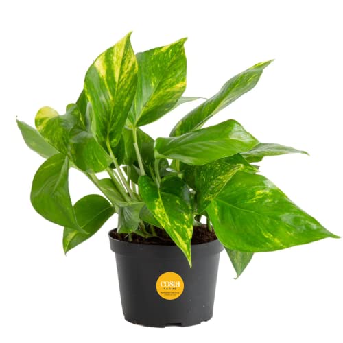 Golden Pothos Indoor House Plant - 10" Tall