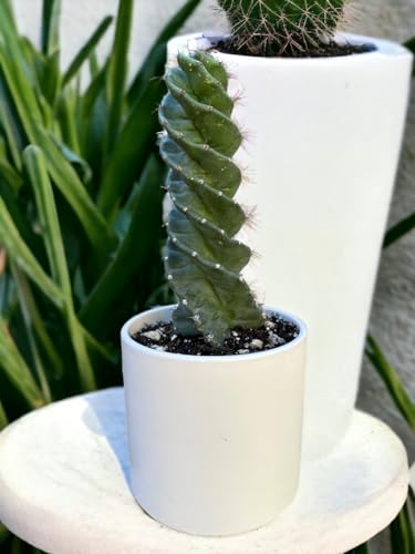 Twisted Cereus Forbesii Spiral Cactus - Rare Succulent