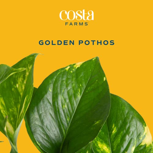 Golden Pothos Indoor House Plant - 10" Tall