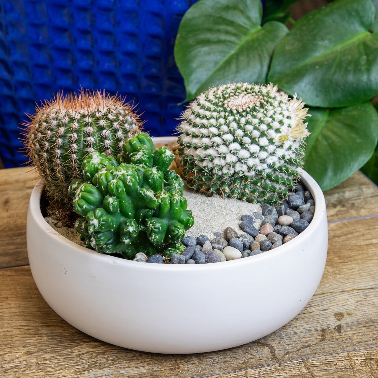 Assorted Live Cactus Collection for Planters/Gifts