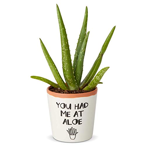 White Aloe Succulent Planter Pot by Enesco.
