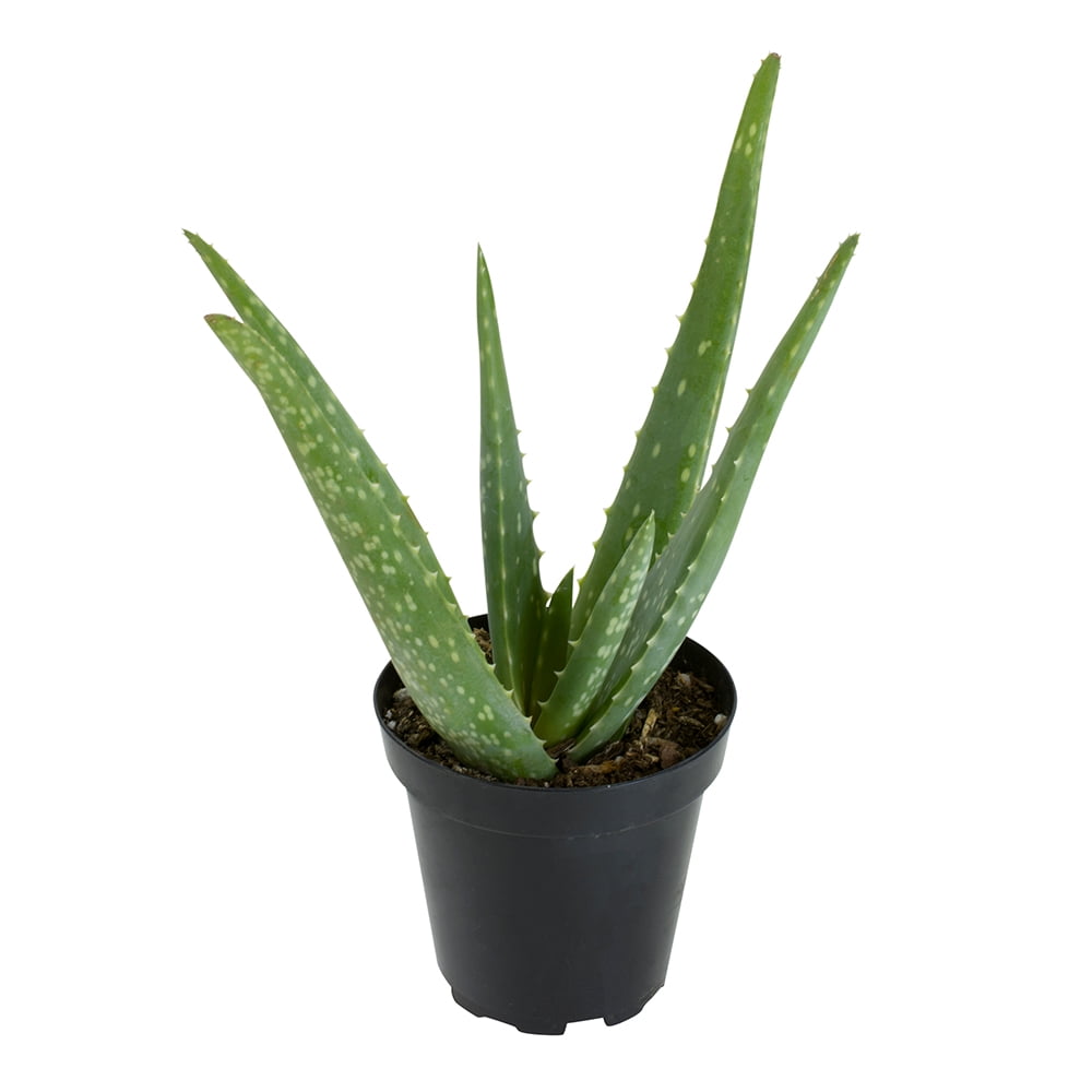 Altman Plants Aloe Vera Succulent - Live Indoor Plant