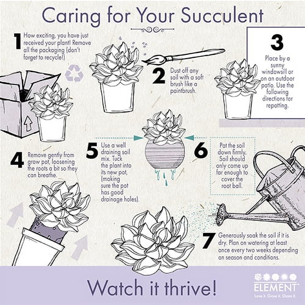 Altman Plants Aloe Vera Succulent - Live Indoor Plant