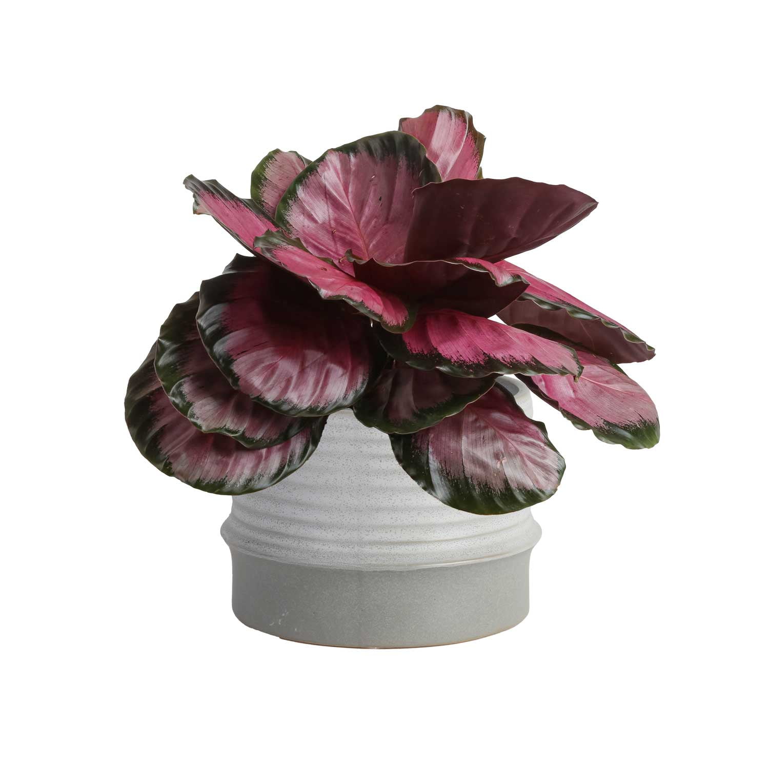 Pink Star Calathea in Mid-Century Modern Planter