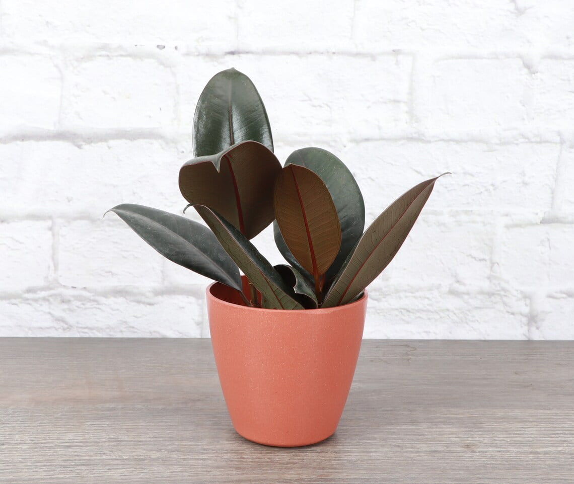 Burgundy Rubber Plant in Biodegradable Pot.