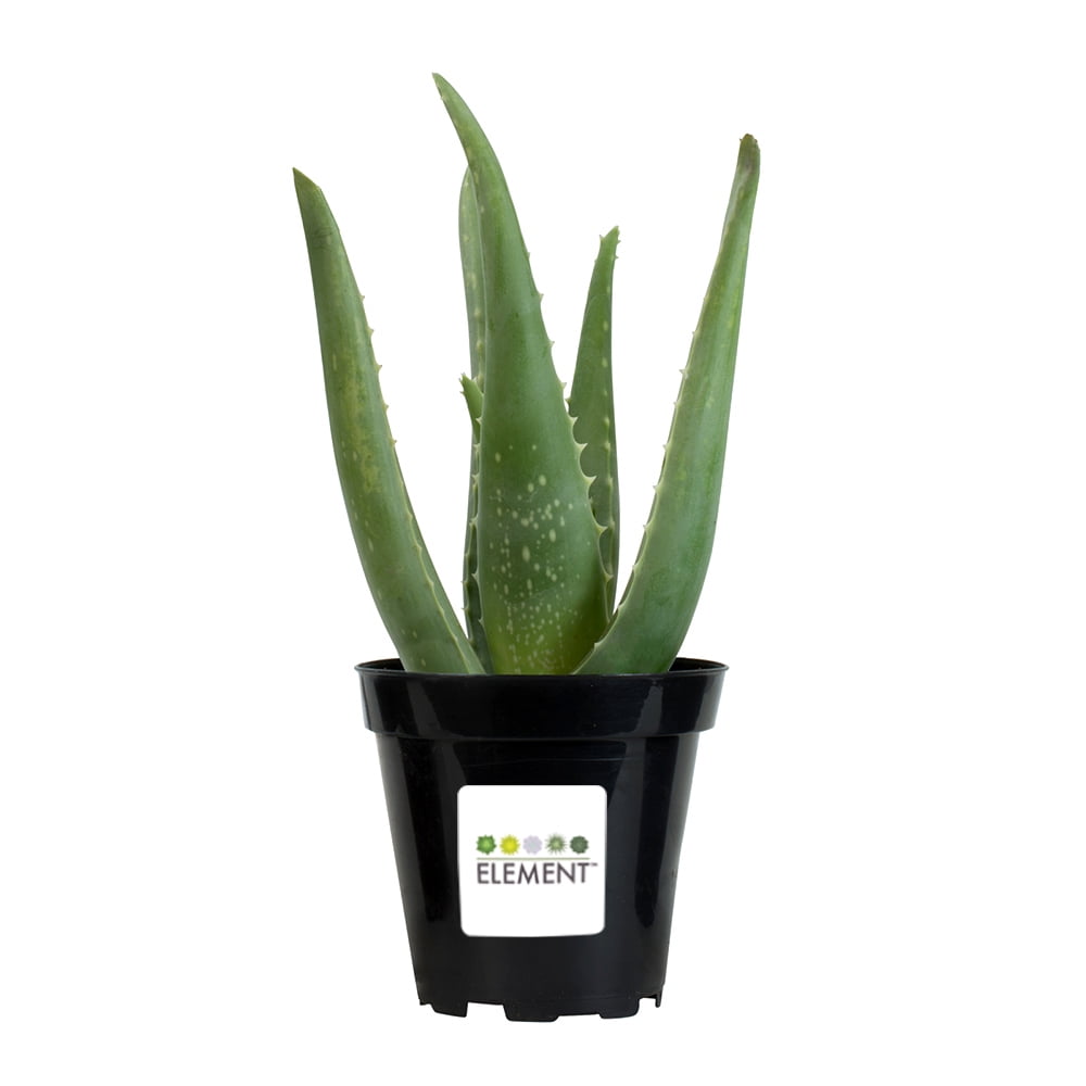 Altman Plants Aloe Vera Succulent - Live Indoor Plant