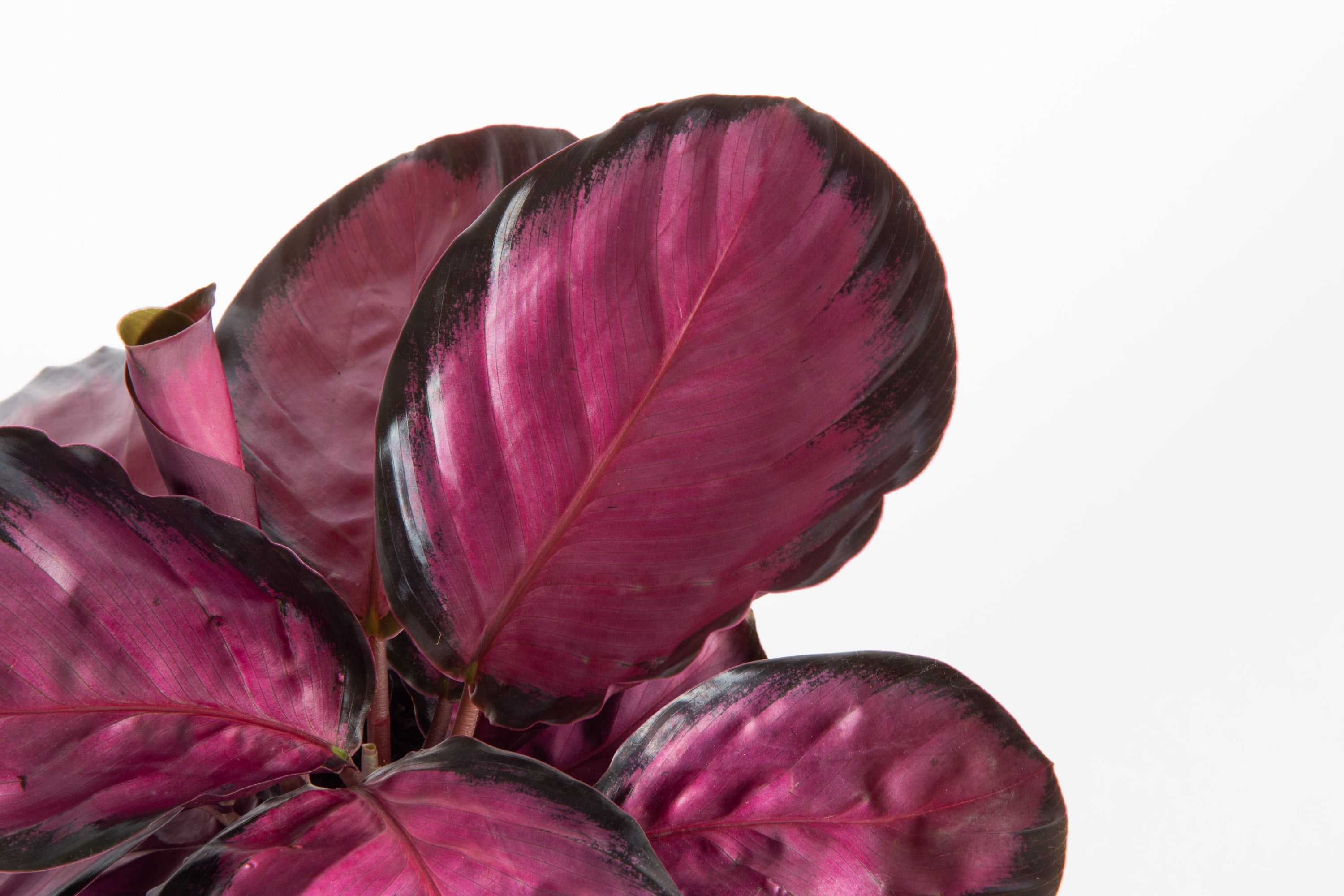 Pink Star Calathea in Mid-Century Modern Planter