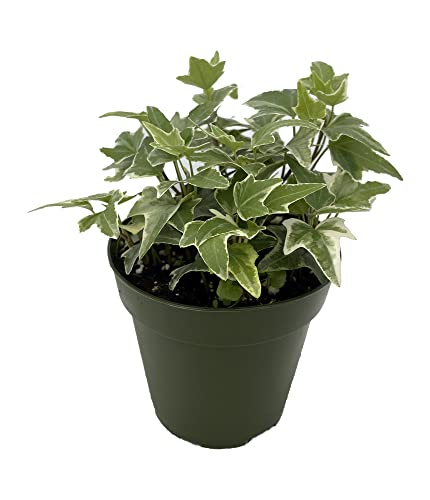 Easy-care Glacier English Ivy in 4" Pot.