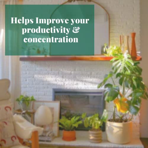 Eva Ivy | Live Houseplant | Natural Decor