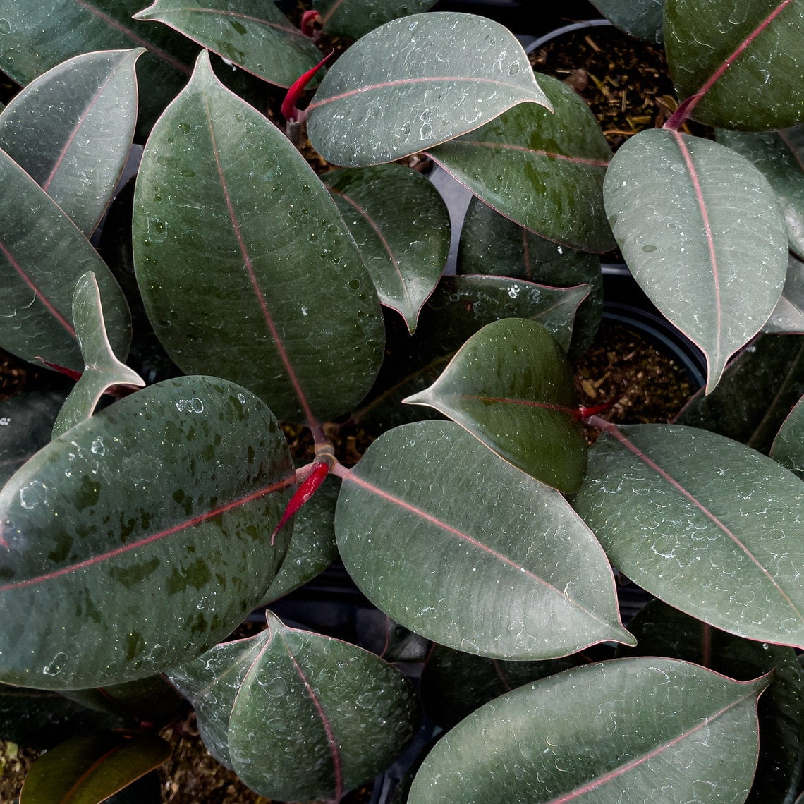 Burgundy Rubber Plant in Biodegradable Pot.