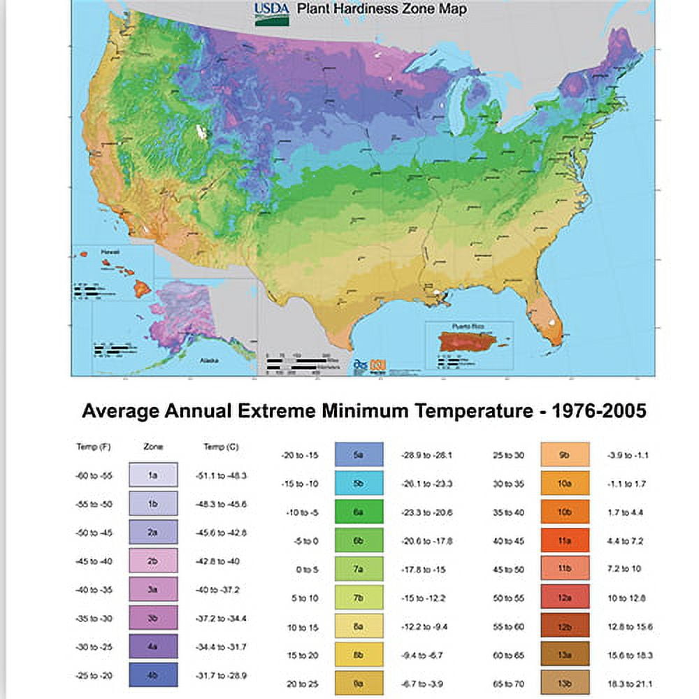 Variegated Ficus Ruby Houseplant in 6" Pot