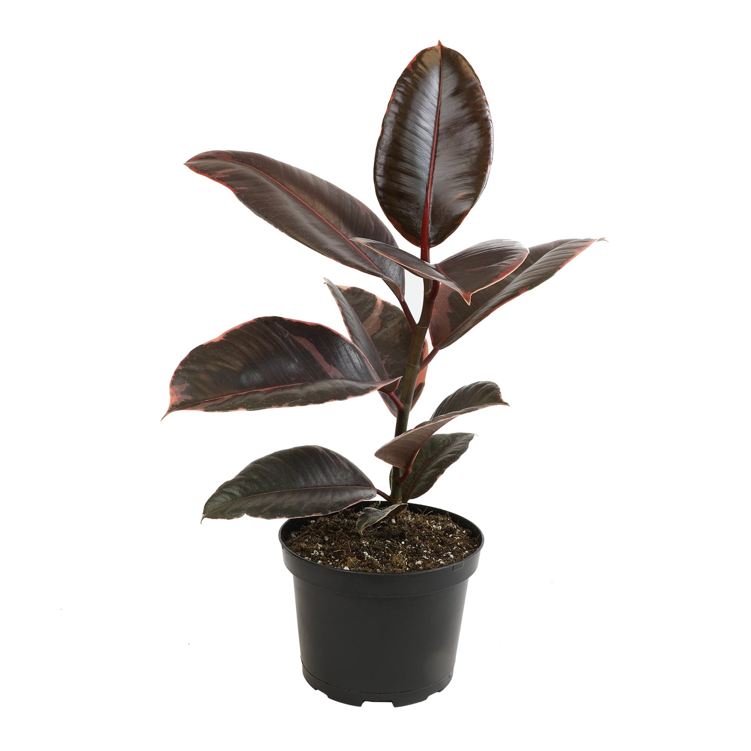 Variegated Ficus Ruby Houseplant in 6" Pot