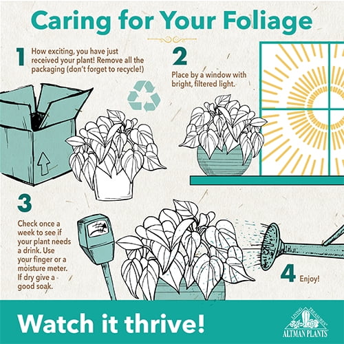 Variegated Ficus Ruby Houseplant in 6" Pot