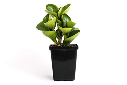 Green Peperomia Houseplant Quart Baby Rubber 4