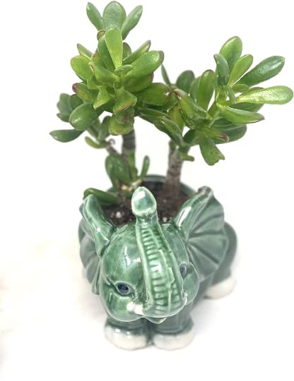 Hobbit Jade Plant in Elephant Vase - Low Maintenance
