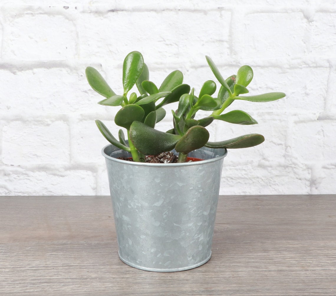 Live Jade Succulent Plant - 4" Decorative Metal Pot