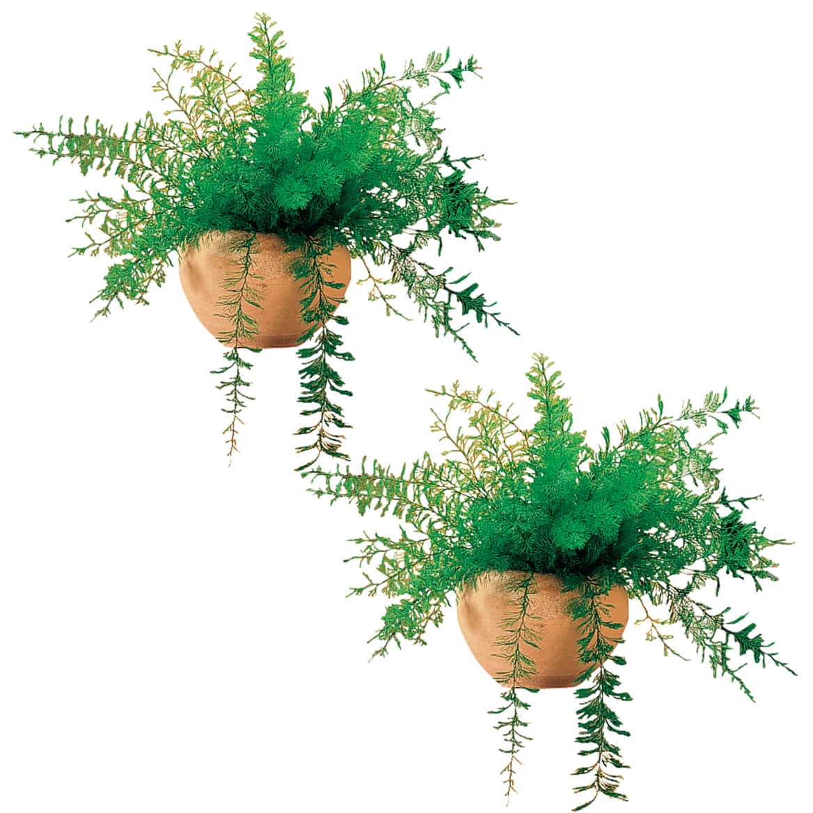 Set of 2 Mysterious Air Ferns.