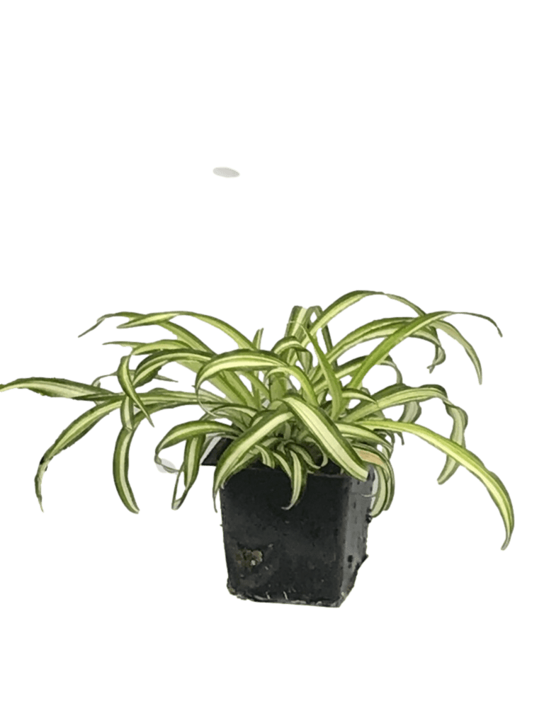 Easy-Care Curly Spider Plant - Live House Plant