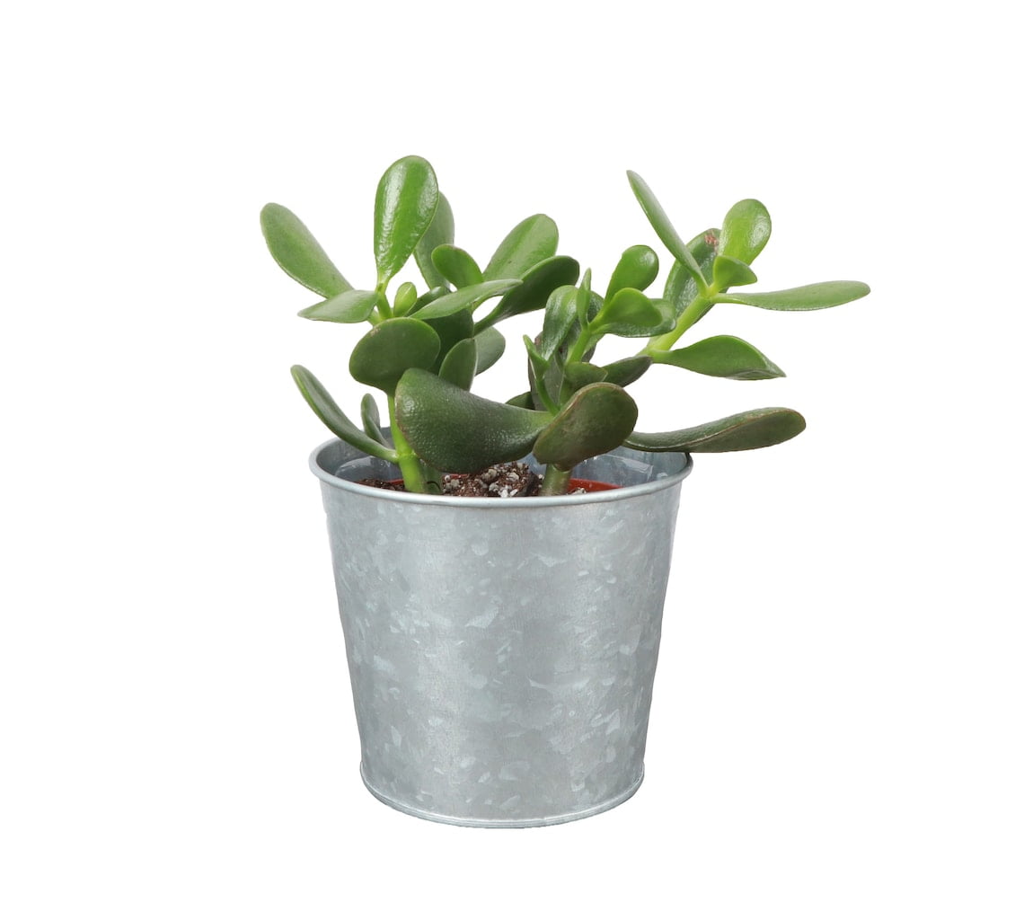 Live Jade Succulent Plant - 4" Decorative Metal Pot