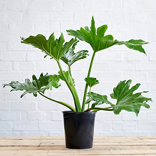 Philodendron Selloum - Live 3 Gallon Plant