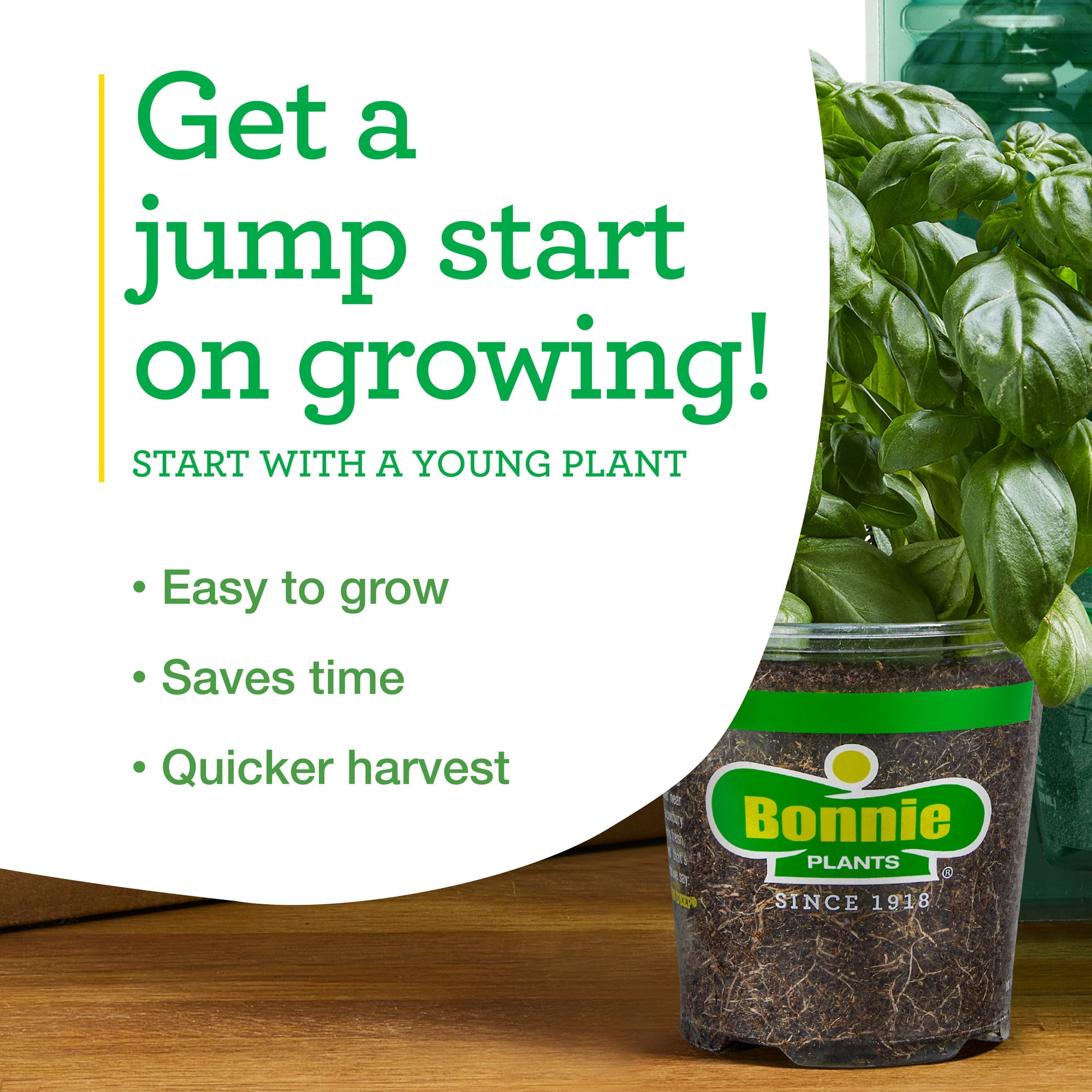 Bonnie Plants German Thyme 19.3 oz. 2-Pack