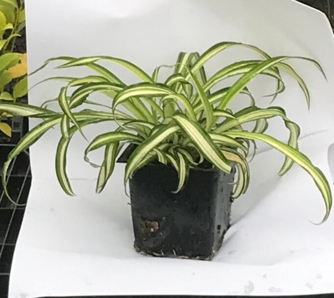 Easy-Care Curly Spider Plant - Live House Plant