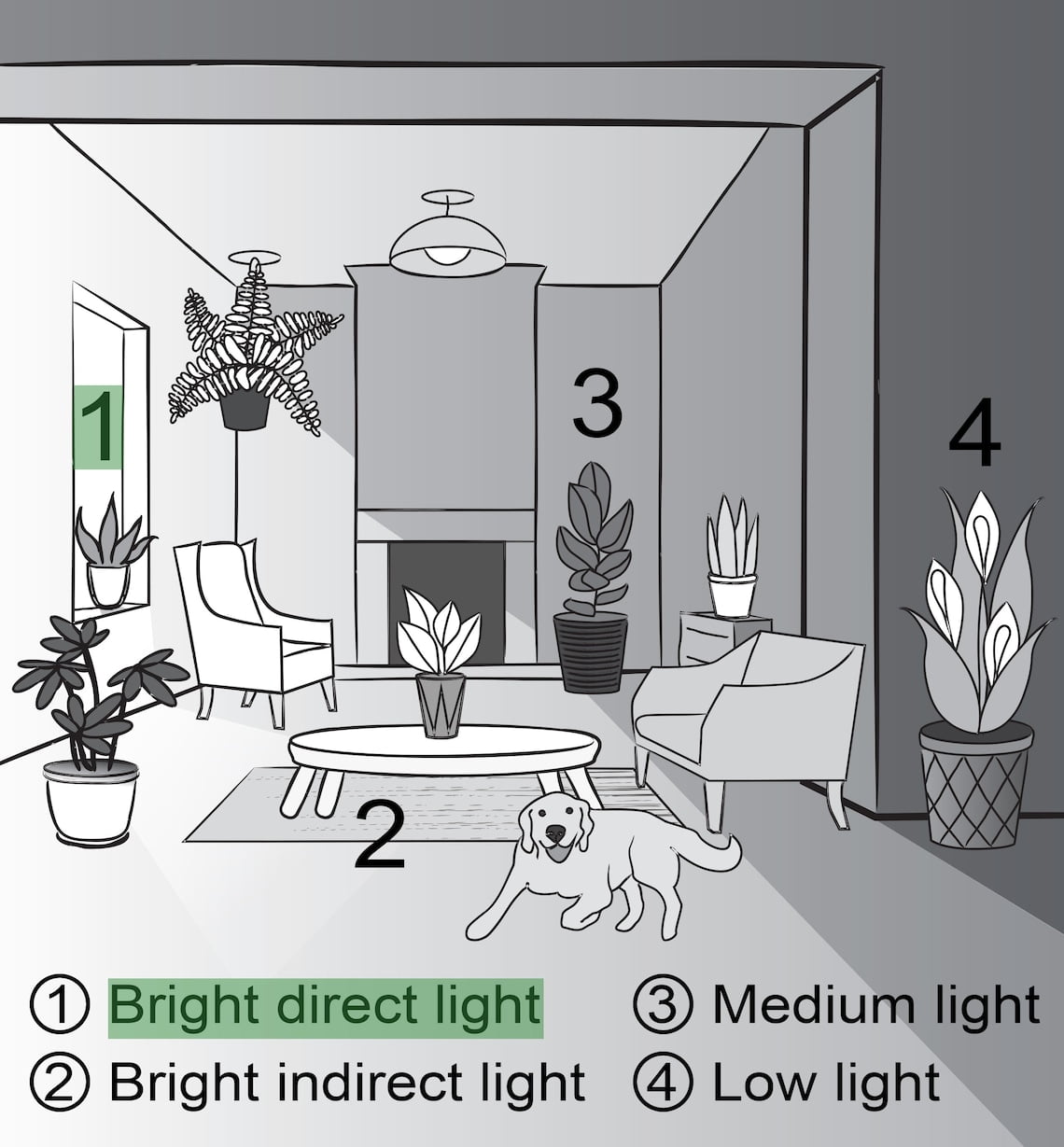 Live Jade Succulent Plant - 4" Decorative Metal Pot