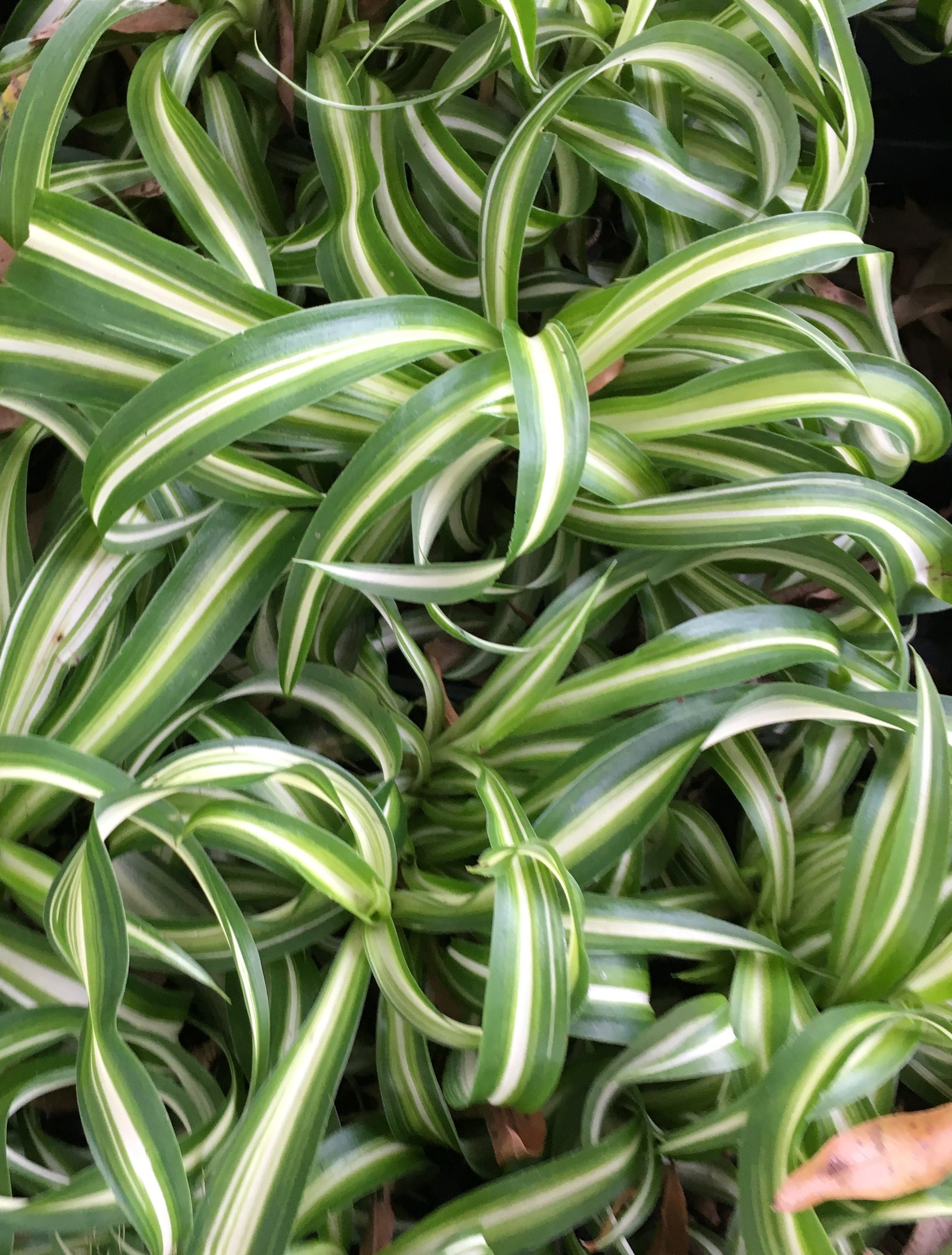 Easy-Care Curly Spider Plant - Live House Plant
