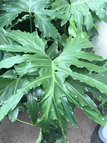 Philodendron Selloum - Live 3 Gallon Plant