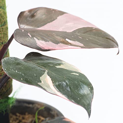 Rare Pink Princess Philodendron - 4" Live Plant