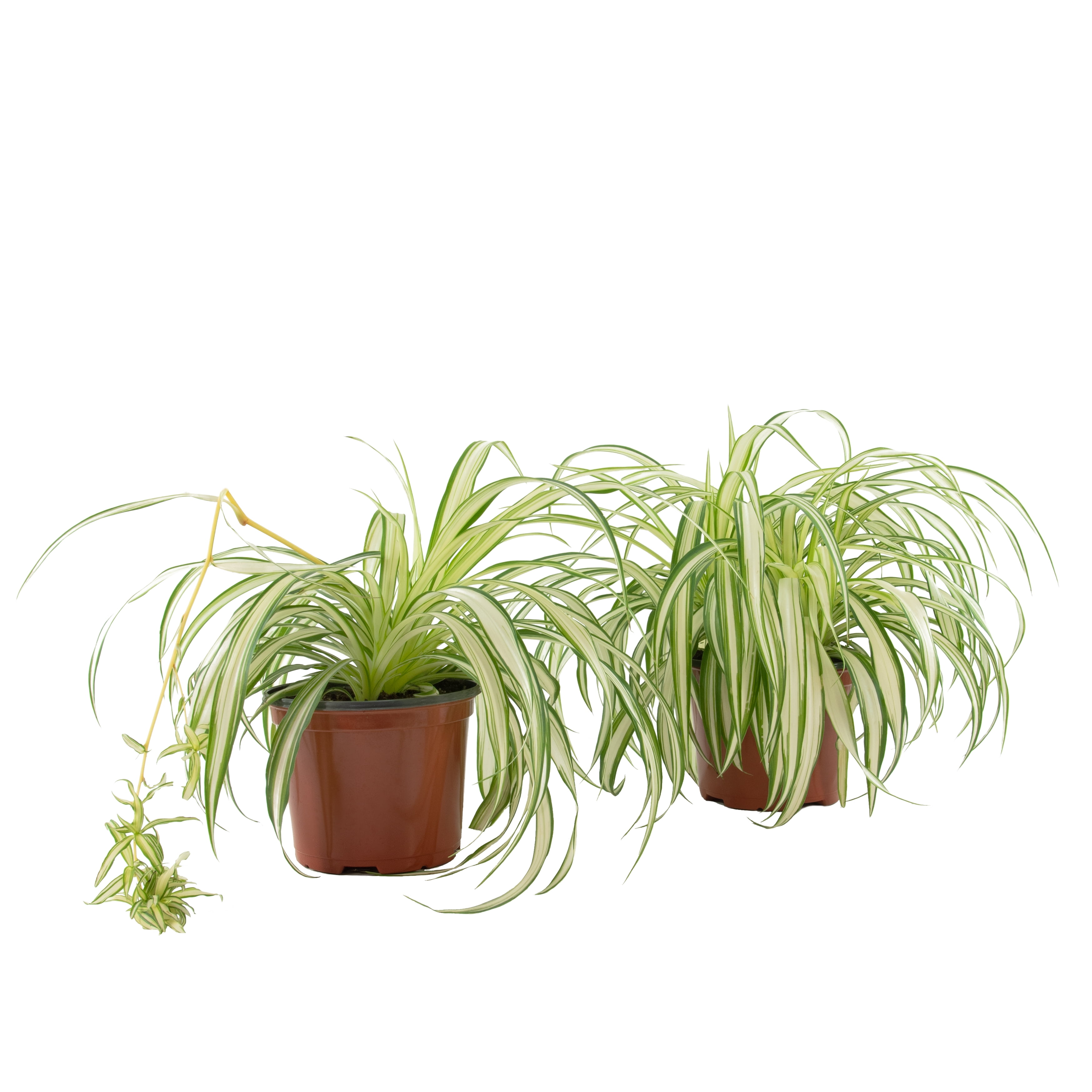 Plant with Purpose 6 In Spider Plant - 2 Piece