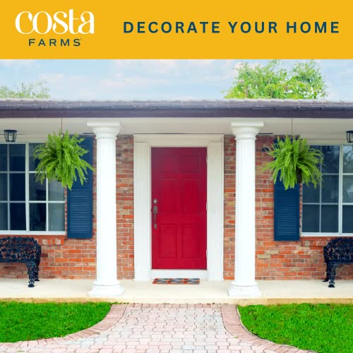 Premium Boston Ferns in Hanging Basket (2-Pack)