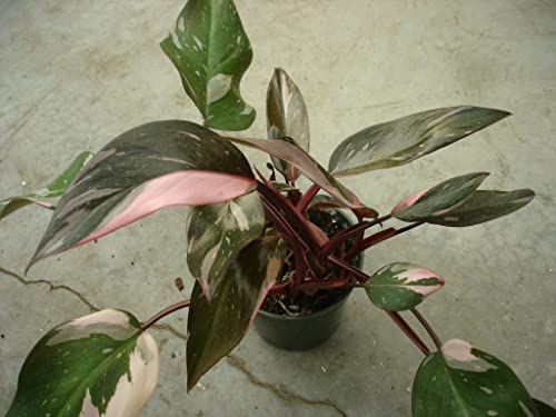 Rare Pink Princess Philodendron - 4" Live Plant