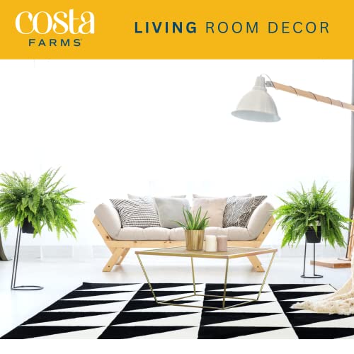 Premium Boston Ferns in Hanging Basket (2-Pack)