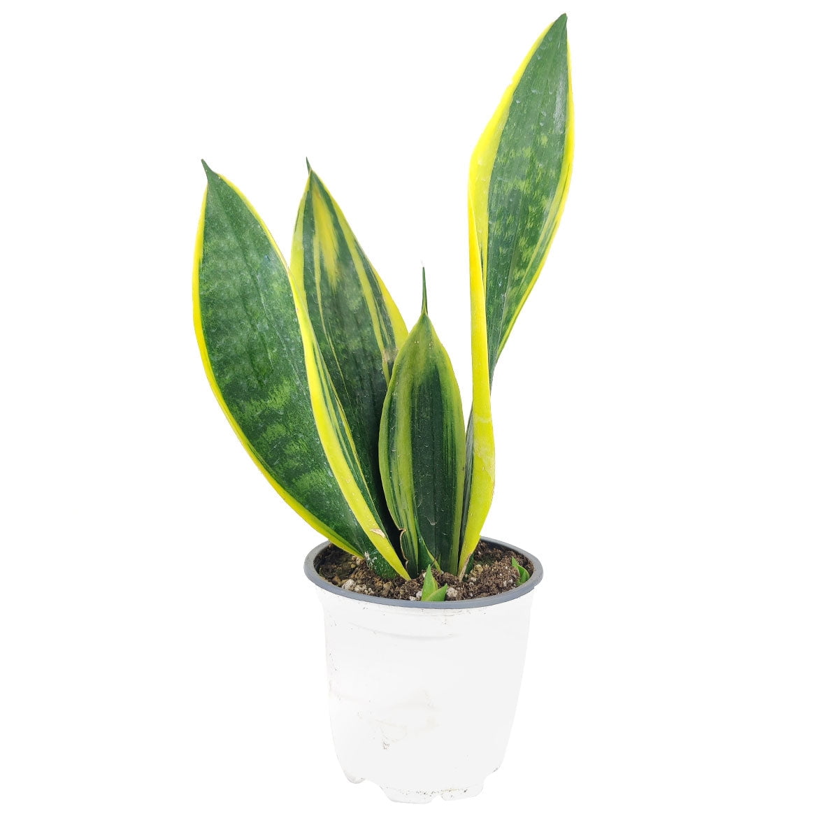 Sansevieria Gold Flame - Easy Care Houseplant
