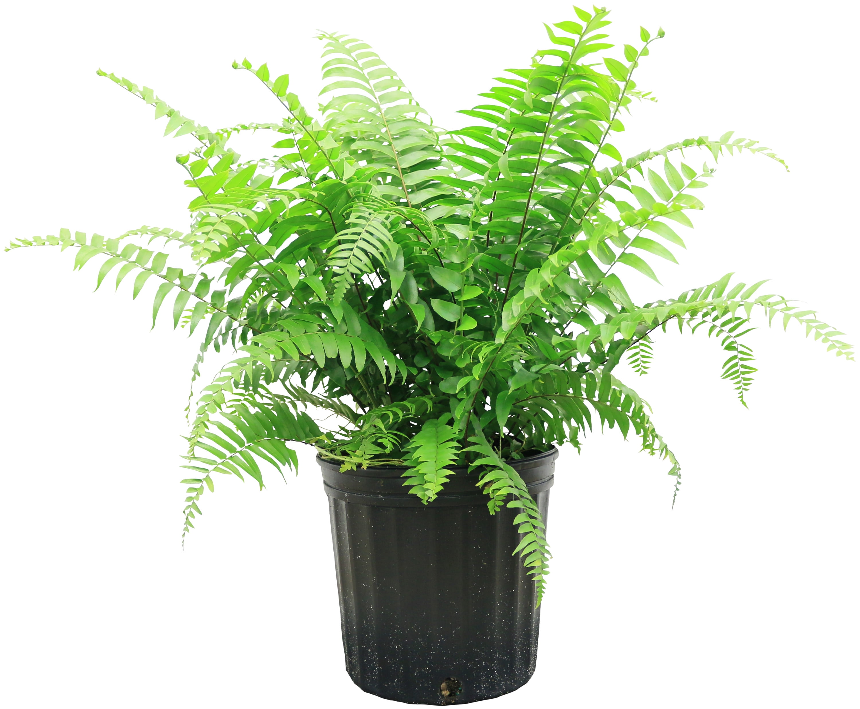 Indoor Greenery