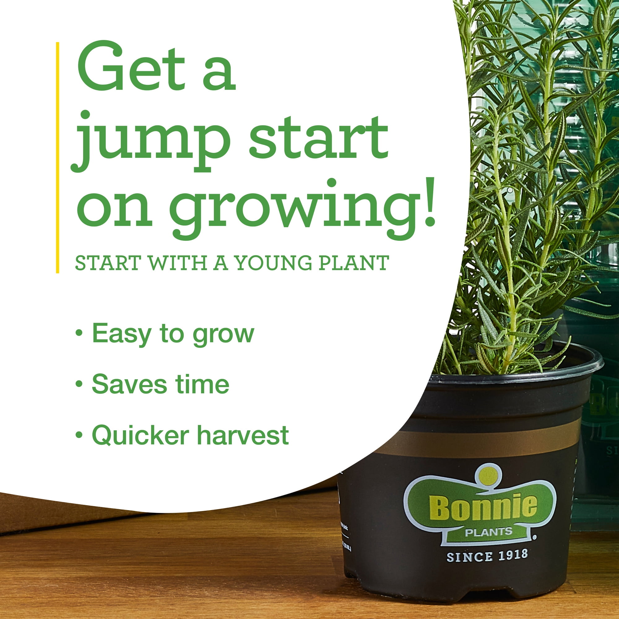 Bonnie Plants Sweet Basil 19.3 oz. 2-Pack