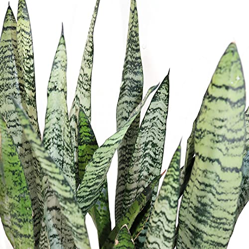 2-Pack Snake Plant Duo for Indoor Air Purification