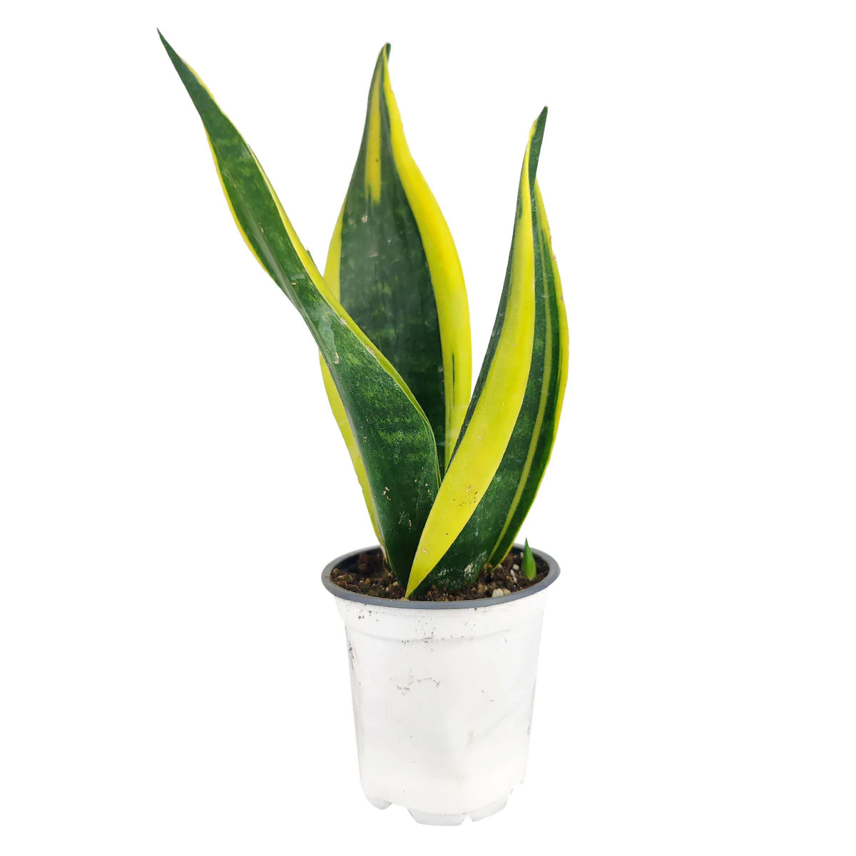 Sansevieria Gold Flame - Easy Care Houseplant
