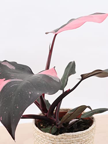 Rare Pink Princess Philodendron - 4" Live Plant