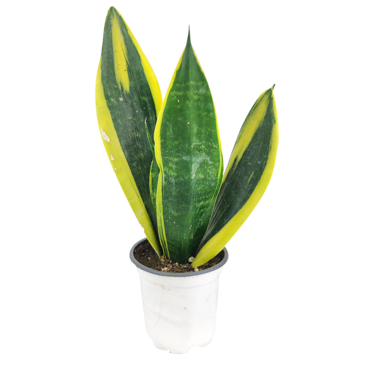 Sansevieria Gold Flame - Easy Care Houseplant
