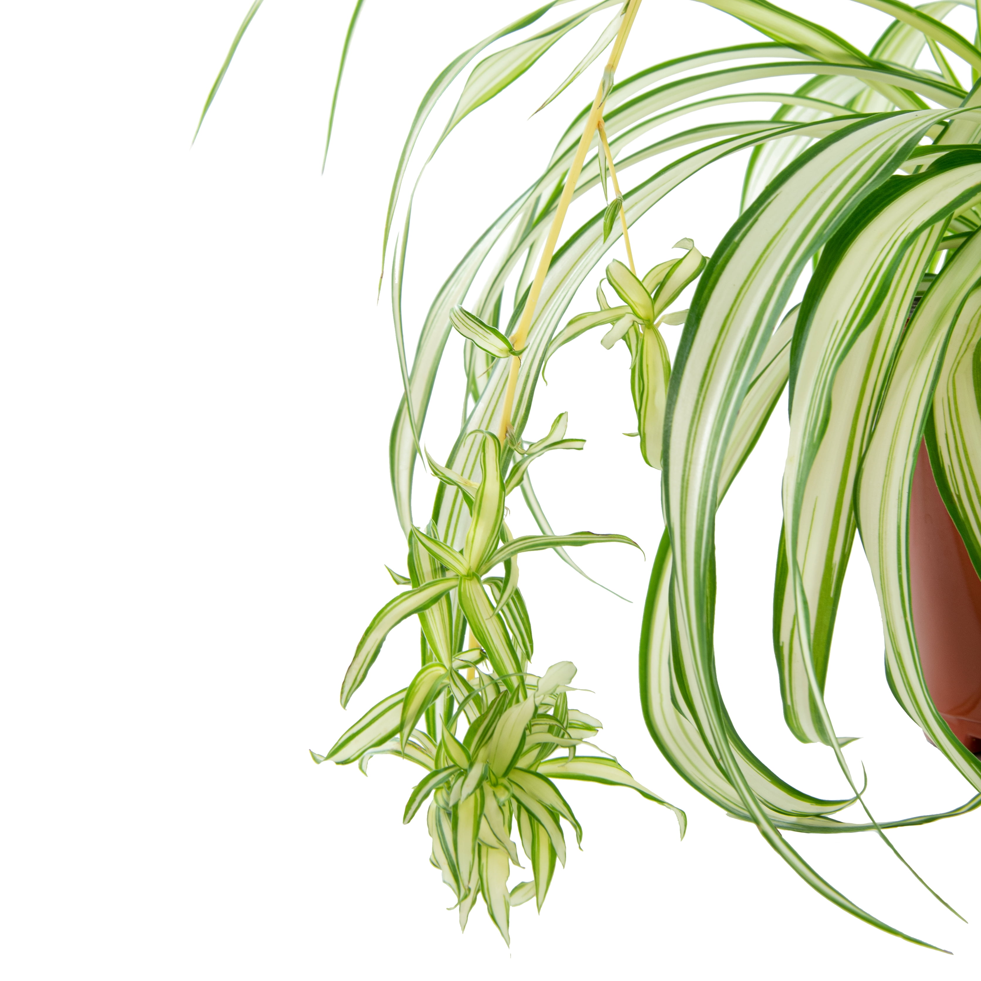 Plant with Purpose 6 In Spider Plant - 2 Piece