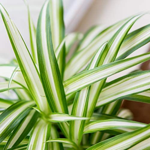 Spider Plant Hanging Basket - 8 Inch