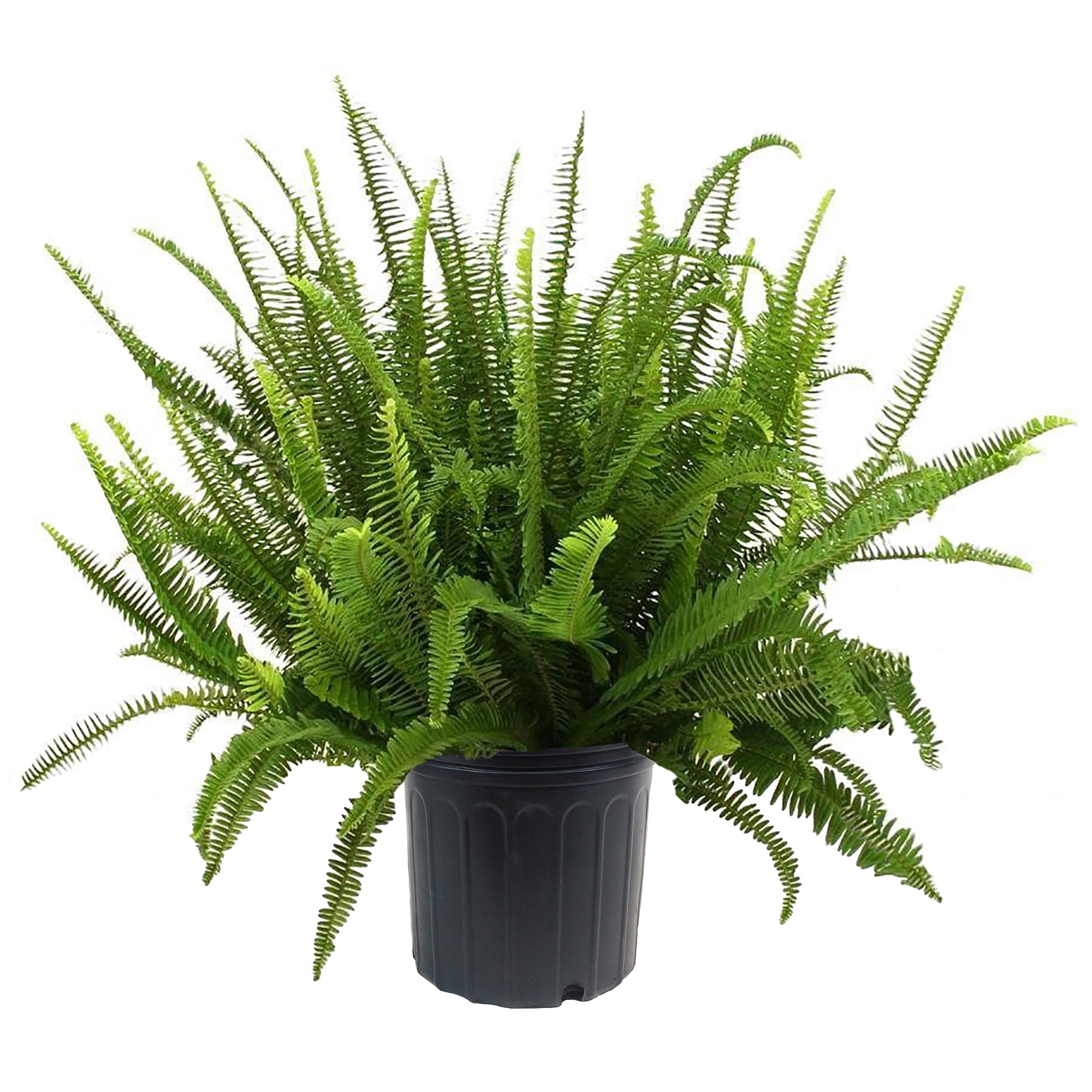 10 in Kimberly Queen Fern Live Plant