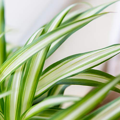 Spider Plant Hanging Basket - 8 Inch