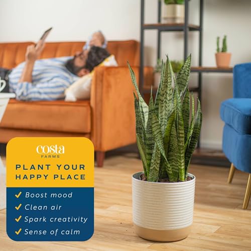 Premium Snake Plant in Modern Decor Planter