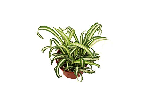 Variegated Spider Plant - Live Tropical Houseplant