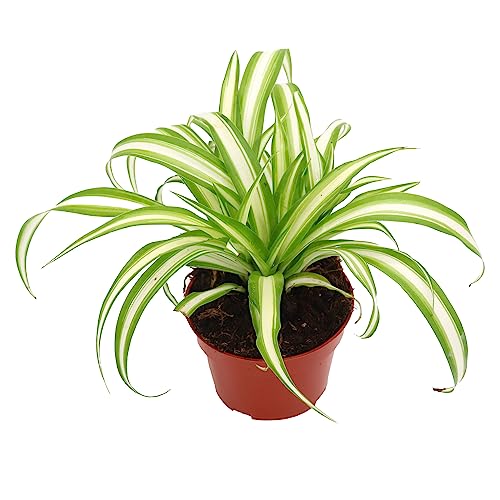 Variegated Spider Plant - Live Tropical Houseplant